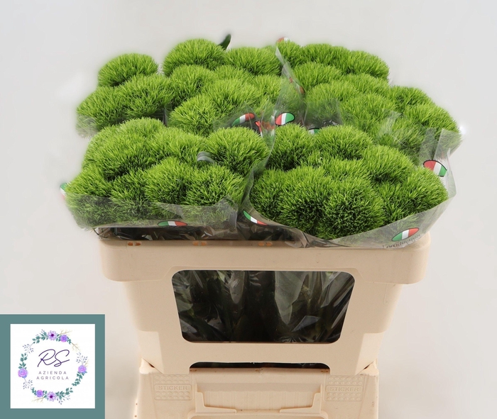 <h4>DI BARB KIWI MELLOW</h4>