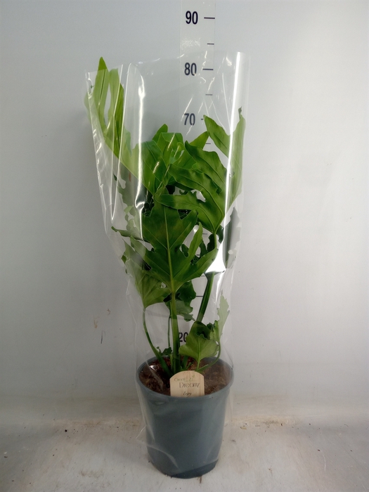 <h4>Philodendron bipinn. 'Little Hope'</h4>