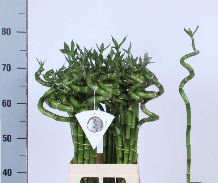 <h4>DRAC LUCKY BAMBOO</h4>