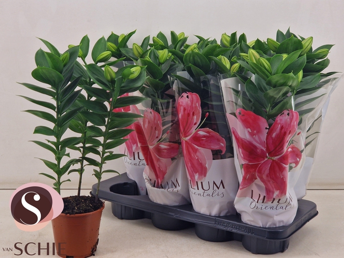 <h4>LIL OR SOUVENIR</h4>