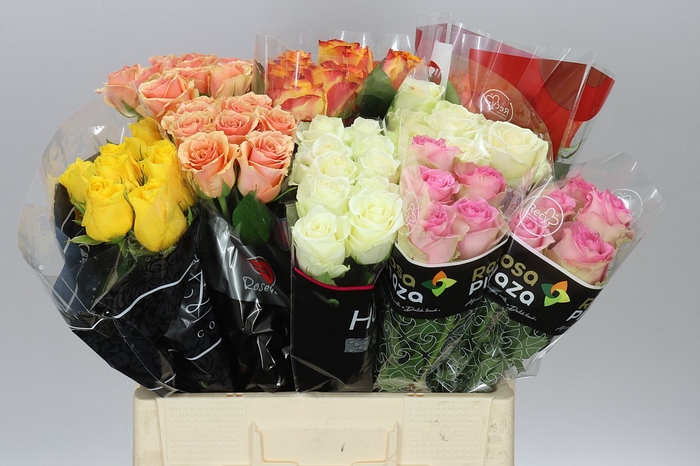 <h4>Rosa Gr Gemengd Fantasy</h4>