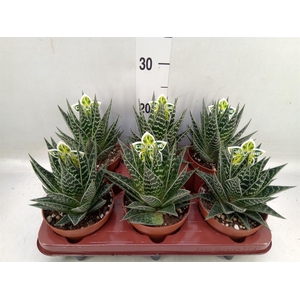 Aloe aristata 'Tiki Tahi'