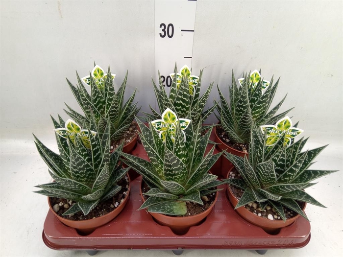 <h4>Aloe aristata 'Tiki Tahi'</h4>