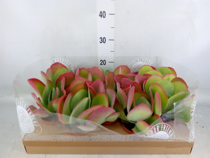 <h4>Kalanchoe NF thyrsiflora</h4>