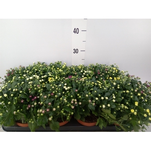 Chrysanthemum  'Rosanna Car'  ..mix