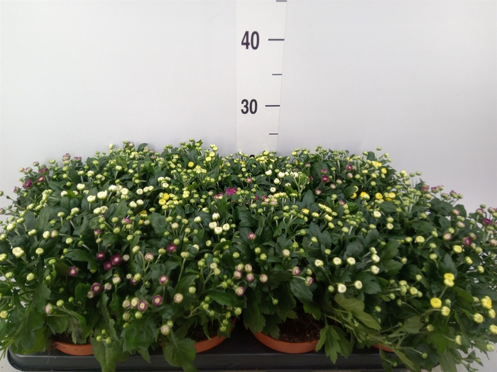 <h4>Chrysanthemum  'Rosanna Car'  ..mix</h4>