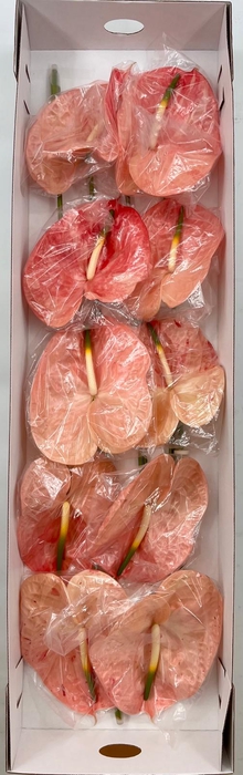 <h4>Anthurium Hawaii' (price x box) 10/12 st.</h4>