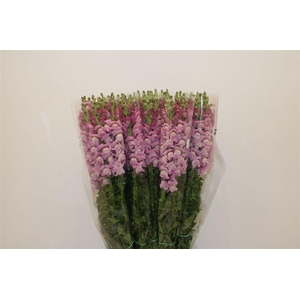 Antir Overig Lavender