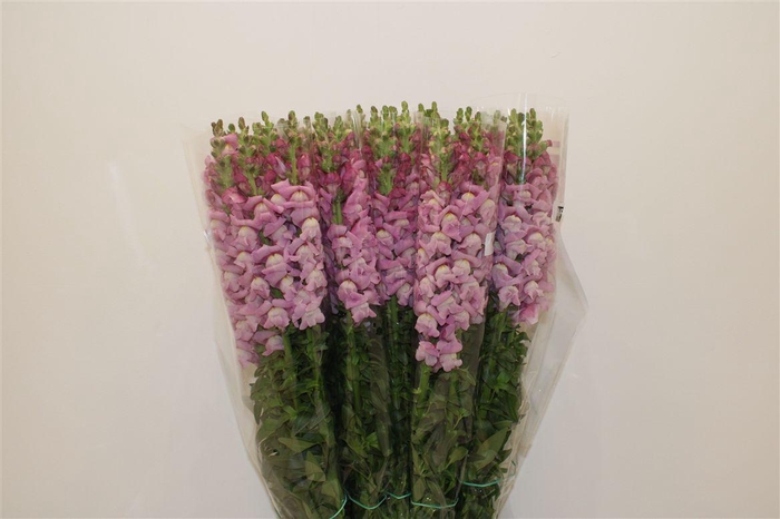 <h4>Antir Overig Lavender</h4>