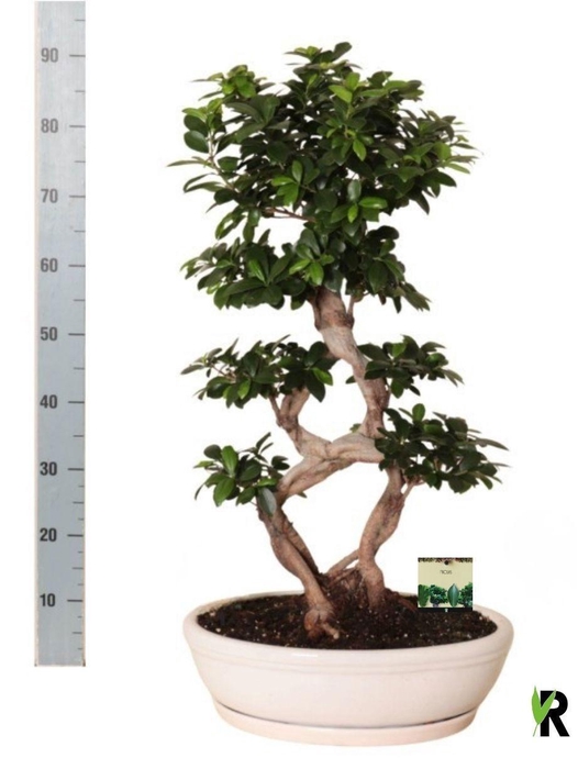 <h4>FIC MI GINSENG</h4>