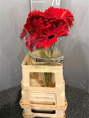 <h4>Ge Gr Blinddate</h4>