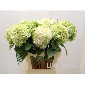 Hydrangea white verena classic