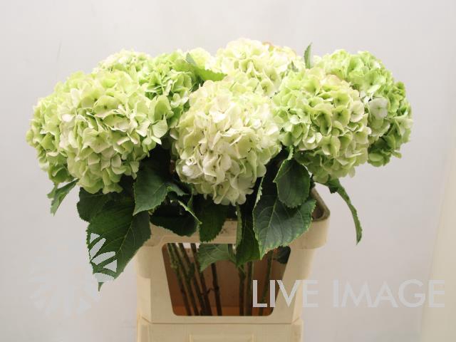 Hydrangea white verena classic
