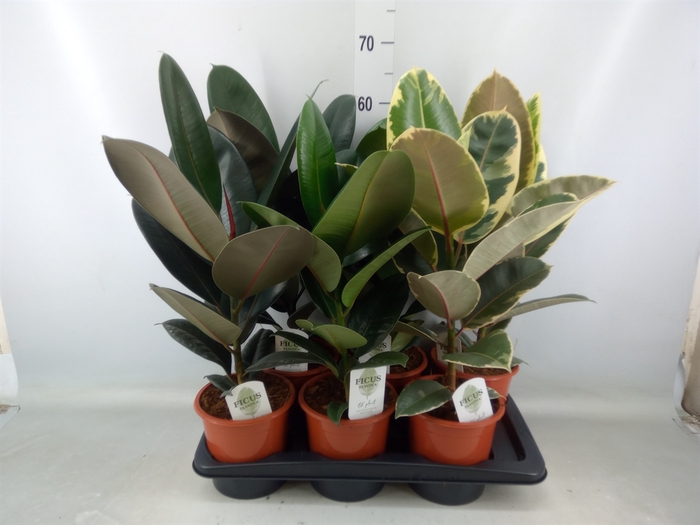 <h4>Ficus elastica   ...mix 3</h4>