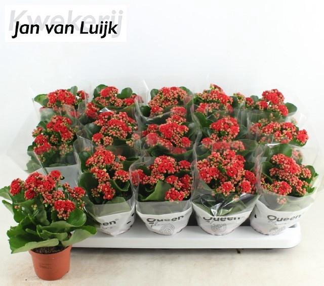 <h4>KALAN CALAN LUIJK RUBIO RED P9</h4>