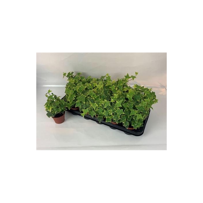 <h4>Hed He Goldchild</h4>