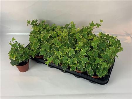 <h4>Hed He Goldchild</h4>