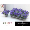 Exacum Tri Sapphire