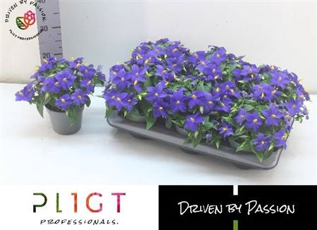 Exacum Tri Sapphire