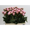 Paeonia Sarah Bernhardt