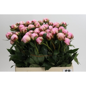 Paeonia Sarah Bernhardt