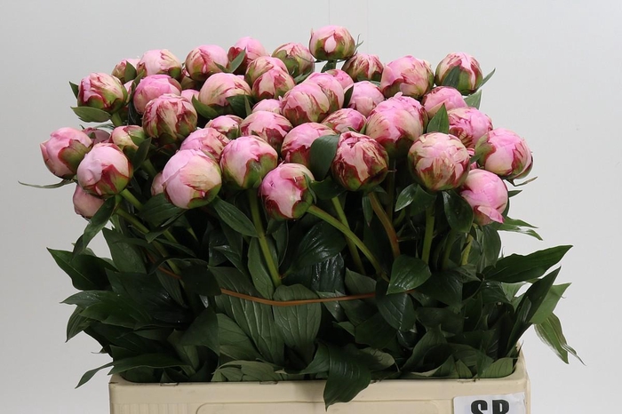 Paeonia Sarah Bernhardt
