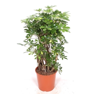 Schefflera Gold Capella