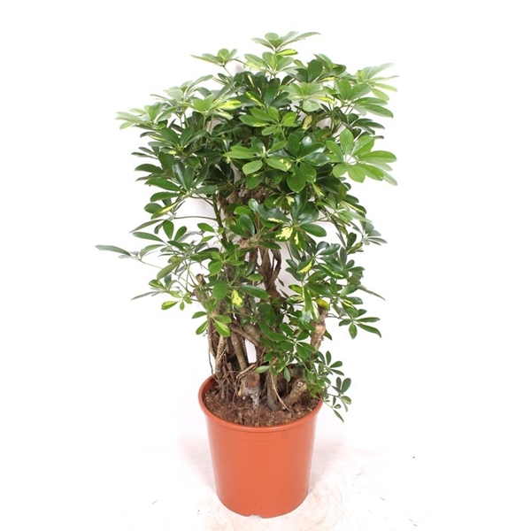 <h4>Schefflera Gold Capella</h4>