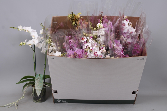 <h4>PHAL MF GEM 5 KL</h4>