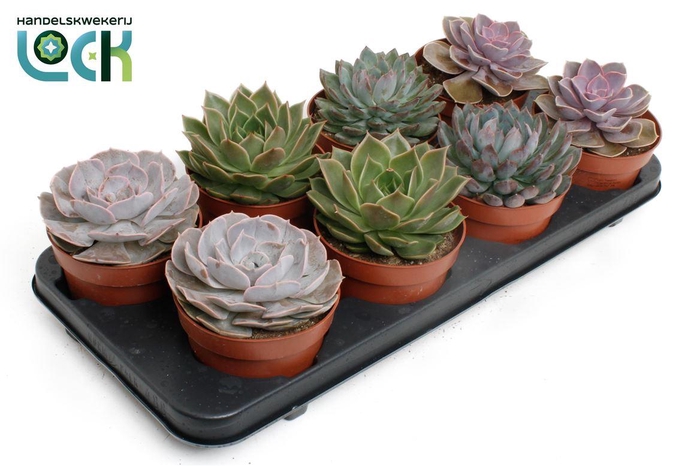 <h4>Echeveria Gemengd</h4>