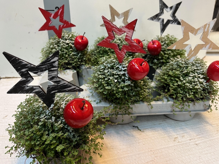 <h4>VASTE PLANTEN OV</h4>