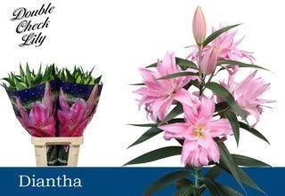 <h4>LI OR DU 'DIANTHA'</h4>