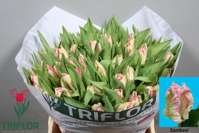 <h4>TU PA ZAMBESI</h4>