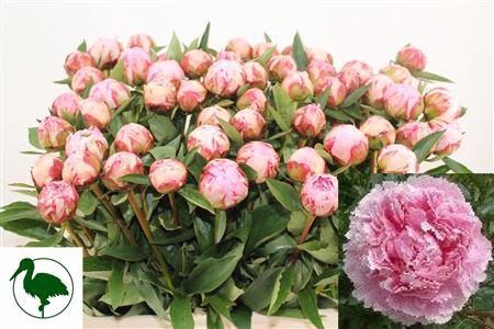 <h4>Paeo L Sara Bernhard Extra!!</h4>