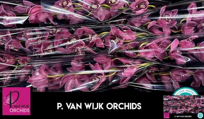 <h4>CYMB T PIN-UP</h4>