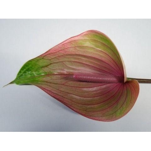 Anthurium Peruzzi