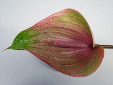 <h4>Anthurium Peruzzi</h4>