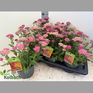 ACHI MILLEFOLIUM