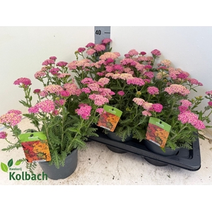 ACHI MILLEFOLIUM
