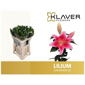 LI OR CALVADOS
