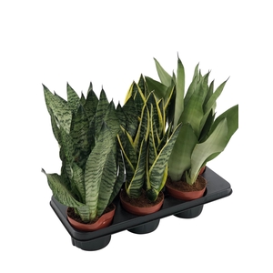 Sansevieria trif. overig