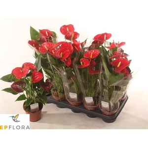 .Anthurium andreanum grp easy red
