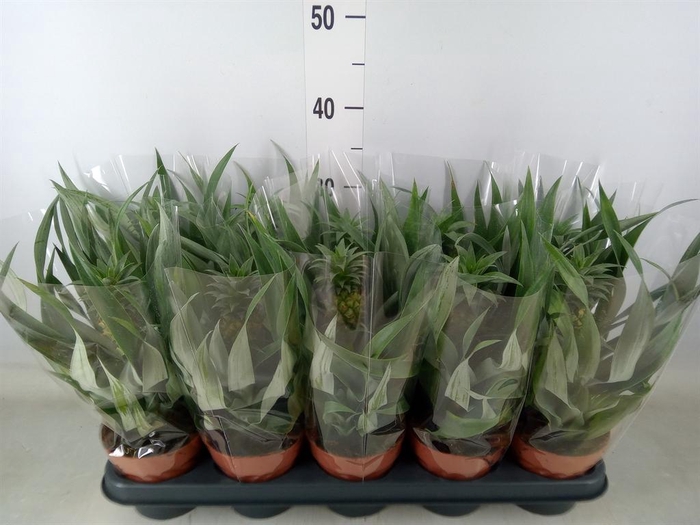 <h4>Ananas  'Mi Amigo'</h4>