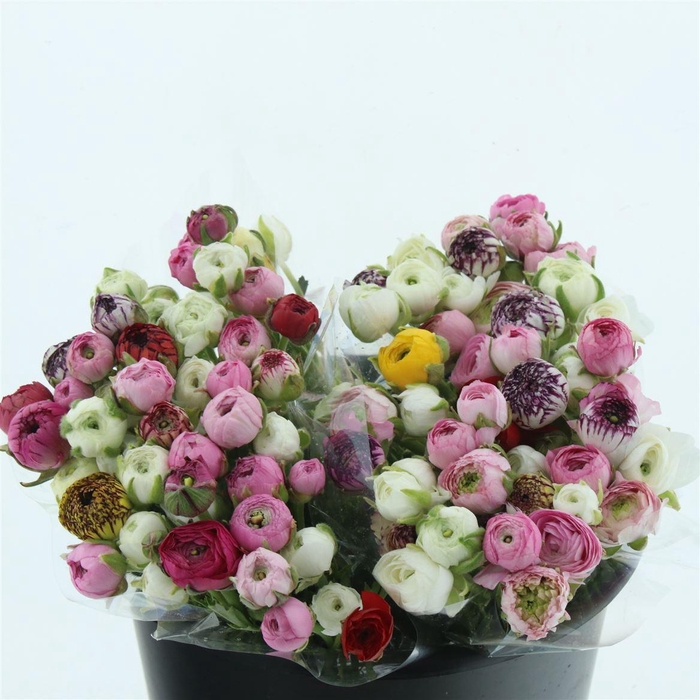 <h4>Ran Bulbilli Mix Ex</h4>