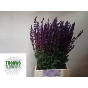 SALVIA NEM CARADONNA