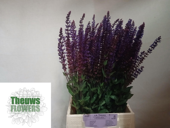 <h4>SALVIA NEM CARADONNA</h4>