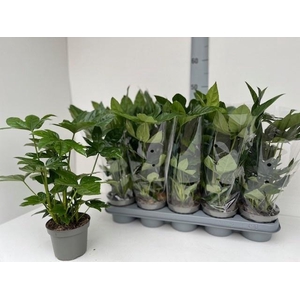 FATSIA OV