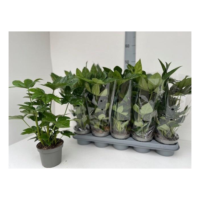 <h4>FATSIA OV</h4>