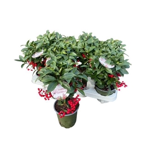 ARDIS CR BOS PR JI B