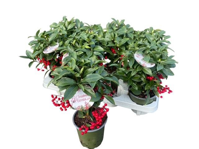 <h4>ARDIS CR BOS PR JI B</h4>